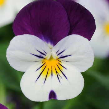 Viola cornuta - 'White Jump Up' Viola Sorbet Viola cornuta - 'White Jump Up' Viola Sorbet