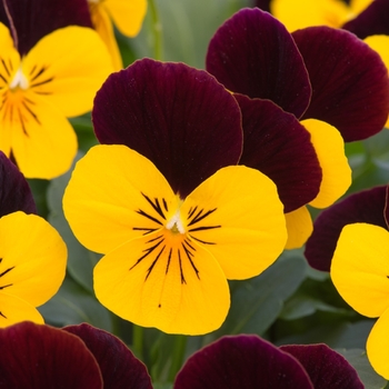 Viola cornuta - 'Yellow Burgundy Jump Up' Viola Sorbet Viola cornuta - 'Yellow Burgundy Jump Up' Viola Sorbet