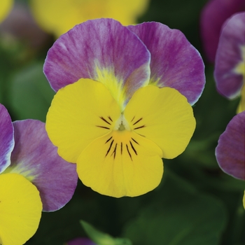Viola cornuta (Pansy) - 'Yellow Pink Jump Up' Viola Sorbet Viola cornuta (Pansy) - 'Yellow Pink Jump Up' Viola Sorbet
