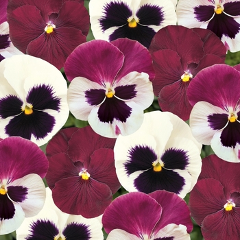 Viola x wittrockiana (Pansy) - 'Raspberry Sundae Mix' Matrix Pansy Viola x wittrockiana (Pansy) - 'Raspberry Sundae Mix' Matrix Pansy