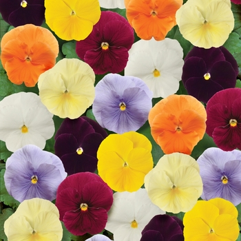 Viola x wittrockiana (Pansy) - Clear Mix Matrix Pansy Viola x wittrockiana (Pansy) - Clear Mix Matrix Pansy