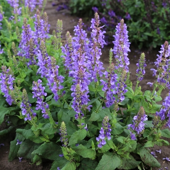 Salvia nemorosa - 'Sky Blue Marvel' Meadow Sage Salvia nemorosa - 'Sky Blue Marvel' Meadow Sage