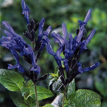 Salvia guaranitica - 'Black & Blue' Salvia Salvia guaranitica - 'Black & Blue' Salvia