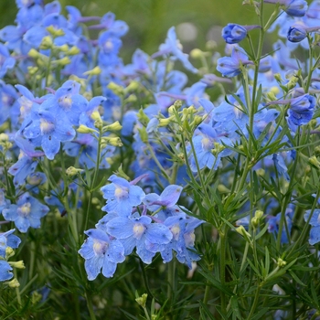 Delphinium grandiflorum - Delphinium Larkspur Delphinium grandiflorum - Delphinium Larkspur