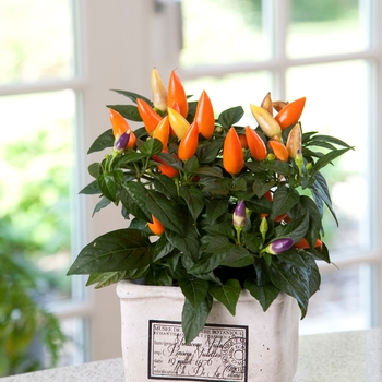 Capsicum annuum (Ornamental Pepper) - Acapulco Orange Capsicum annuum (Ornamental Pepper) - Acapulco Orange