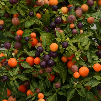 Capsicum annuum (Ornamental Pepper) - Hot Pops 'Purple' Capsicum annuum (Ornamental Pepper) - Hot Pops 'Purple'