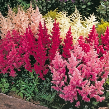 Astilbe x arendsii - Assorted Astilbe