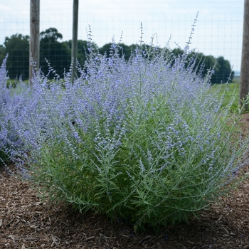 Perovskia atriplicifolia - 'Little Lace' Russian Sage Perovskia atriplicifolia - 'Little Lace' Russian Sage