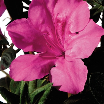 Encore® 'Autumn Sangria®' Encore® 'Autumn Sangria®'