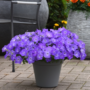Petunia - Easy Wave® 'Lavender Sky Blue' Petunia - Easy Wave® 'Lavender Sky Blue'