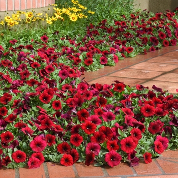 Petunia - Easy Wave&reg; 'Red Velour'