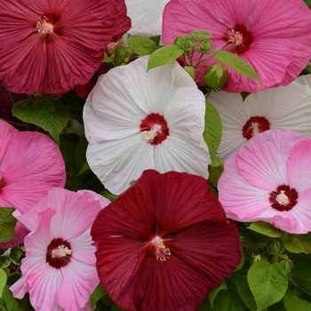Hibiscus moscheutos (Hardy Hibiscus) - Luna™ 'Mix' Hibiscus moscheutos (Hardy Hibiscus) - Luna™ 'Mix'