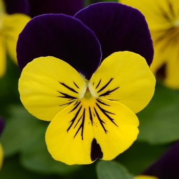 Viola cornuta - 'Yellow Violet Jump Up' Viola Sorbet Viola cornuta - 'Yellow Violet Jump Up' Viola Sorbet
