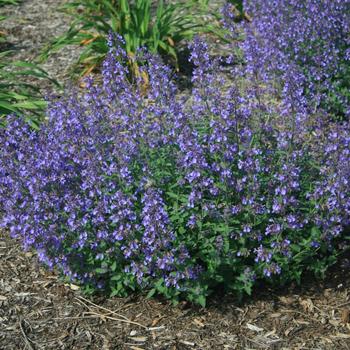 Nepeta x faassenii - 'Junior Walker™' Catmint Nepeta x faassenii - 'Junior Walker™' Catmint