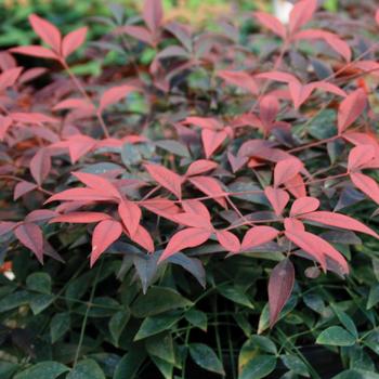 Nandina domestica 'Murasaki' - Flirt Nandina