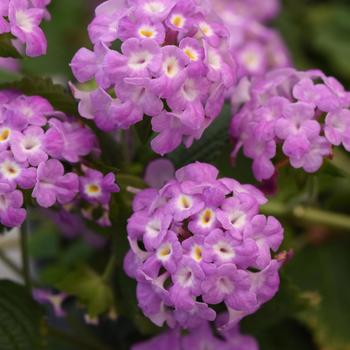Lantana montevidensis - Purple Lantana Lantana montevidensis - Purple Lantana