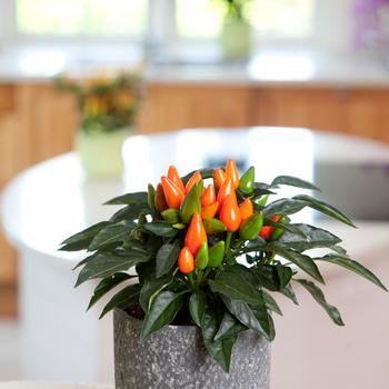 Capsicum annuum (Ornamental Pepper) - 'Salsa Dark Orange' 