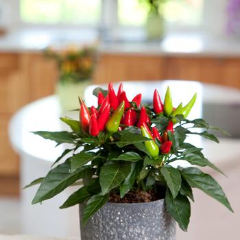 Capsicum annuum (Ornamental Pepper) - 'Salsa Red' 