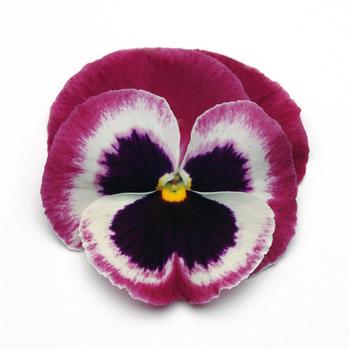 Viola x wittrockiana (Pansy) - 'Rose Wing' Matrix Pansy Viola x wittrockiana (Pansy) - 'Rose Wing' Matrix Pansy