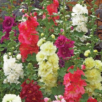 Alcea rosea (Hollyhock) - Spring Celebrities 'Mix'
