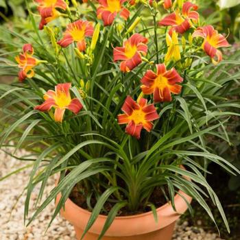 Hemerocallis (Daylily) - EveryDaylily® 'Red Rib' Hemerocallis (Daylily) - EveryDaylily® 'Red Rib'