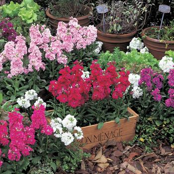 Matthiola Incana - Stock Harmony Matthiola Incana - Stock Harmony