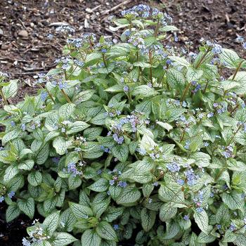 Brunnera - 'Alexander's Great Brunnera