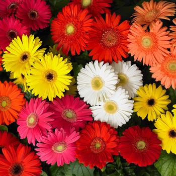 Gerbera jamesonii - Gerber Daisy