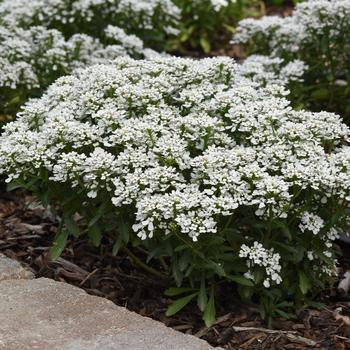 Iberis amara - 'Summer Snowdrift' Candytuft Iberis amara - 'Summer Snowdrift' Candytuft