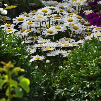 Leucanthemum x superbum - Shasta Daisy Leucanthemum x superbum - Shasta Daisy