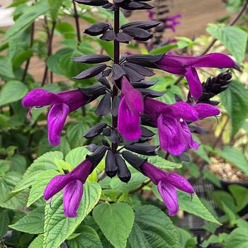 Salvia x guaranitica (Anise Sage) - Bodacious® 'Smokey Jazz' Salvia x guaranitica (Anise Sage) - Bodacious® 'Smokey Jazz'