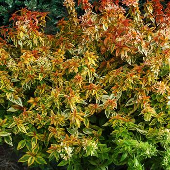 Abelia x grandiflora - Kaleidoscope Abelia