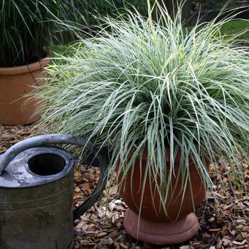 Carex oshimensis (Variegated Sedge) - EverColor&reg; 'Everest'
