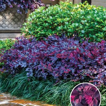 Loropetalum chinense - 'Purple Daydream&reg;' Chinese Fringeflower