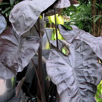 Colocasia esculenta (Elephant's Ear) - Royal Hawaiian® 'Black Coral' Colocasia esculenta (Elephant's Ear) - Royal Hawaiian® 'Black Coral'