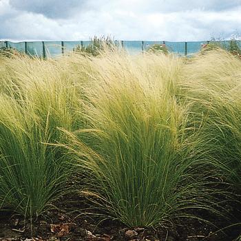 Stipa tenuissima (Feather Grass) - Feather Grass 'Pony Tails' Stipa tenuissima (Feather Grass) - Feather Grass 'Pony Tails'