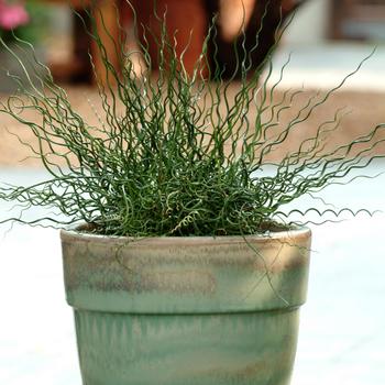 Juncus effusus spiralis - 'Twister' Corkscrew Rush Juncus effusus spiralis - 'Twister' Corkscrew Rush