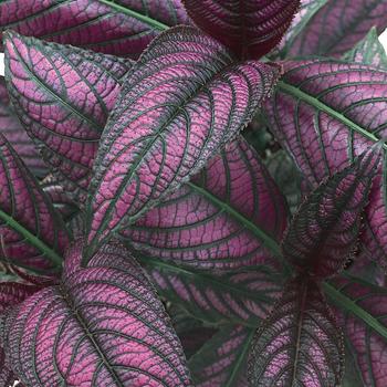Strobilanthes dyerianus - Persian Shield Strobilanthes dyerianus - Persian Shield
