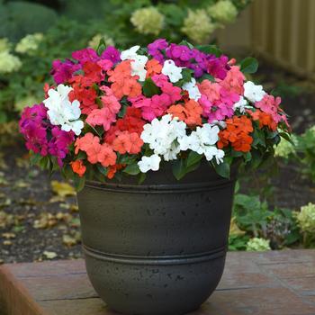 Impatiens walleriana - Impatiens Assorted Impatiens walleriana - Impatiens Assorted
