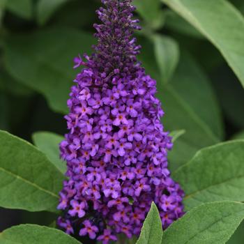 Buddleia davidii (Butterfly Bush) - Chrysalis&trade; Purple