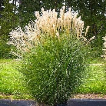 Miscanthus - Maiden Grass Miscanthus - Maiden Grass