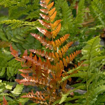 Dryopteris erythrosora - Autumn Fern