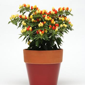 Capsicum annuum (Ornamental Pepper) - 'Hot Pops Yellow' 