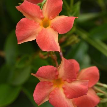 Mandevilla (Dipladenia) - Diamantina&trade; 'Coral Orange Sunrise'