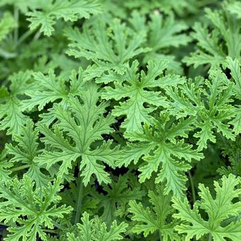 Pelargonium graveolens - CITRONELLA Pelargonium graveolens - CITRONELLA
