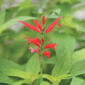 Salvia elegans - Pineapple Sage Salvia elegans - Pineapple Sage