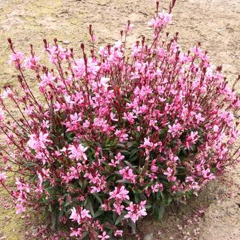 Gaura - Gaura Blush Pink 