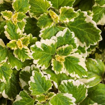 Plectranthus coleoides - 'Variegata' Swedish Ivy Plectranthus coleoides - 'Variegata' Swedish Ivy