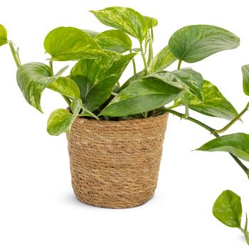 Epipremnum aureum - Beautifall® 'Snowy Morning' Pothos