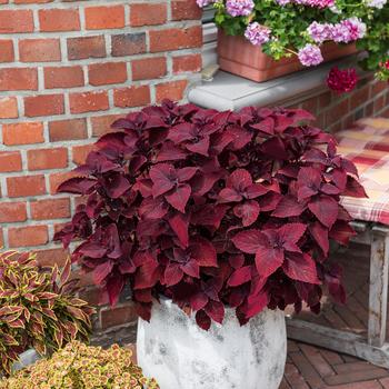 Main Street Coleus - 'Beale Street' Coleus